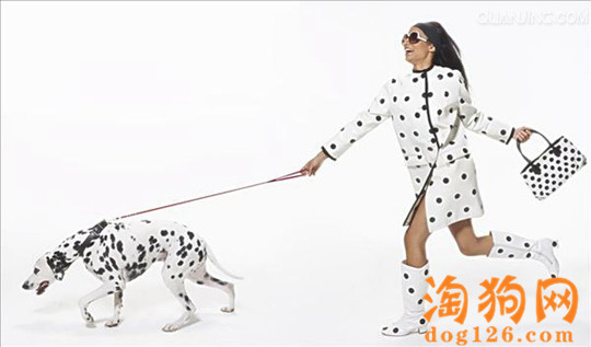斑点犬缺钙了会有哪些表现？ 第1张