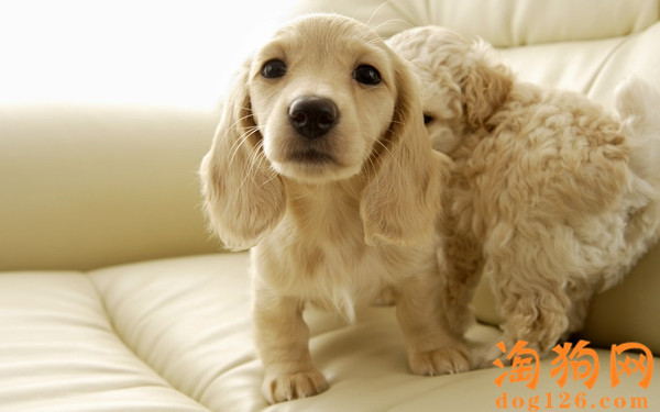 可卡犬经常掉皮屑是怎么了？ 第1张