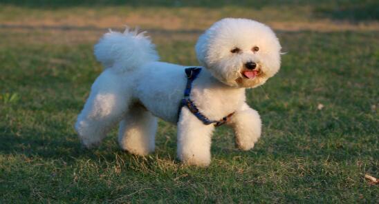 比熊犬生气的样子你见过吗？确实好可爱哦 第1张