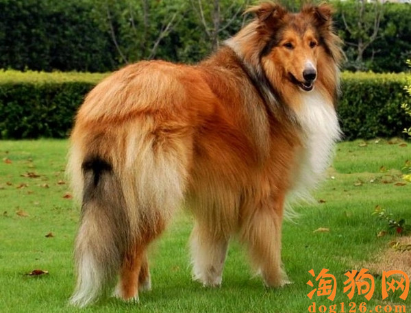 苏格兰牧羊犬缺钙了会有哪些症状 第2张