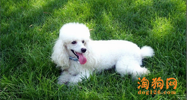 贵宾犬不能吃的东西有哪些？ 第1张