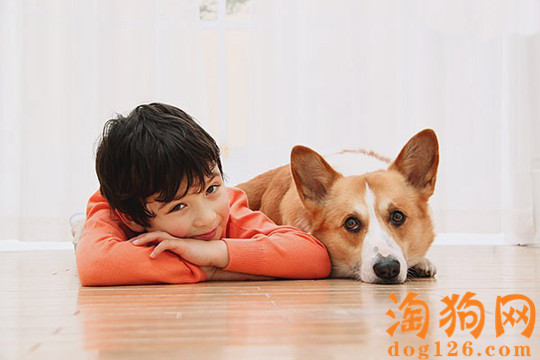 柯基犬老是吃草是什么原因 第1张