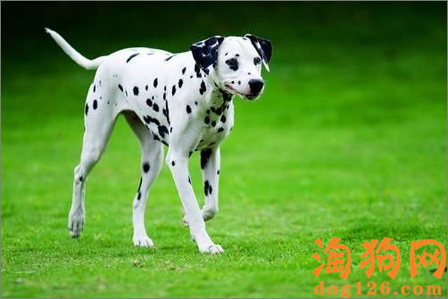 怎么给斑点犬美容 第1张