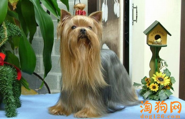 约克夏犬耳朵里面臭臭的，要怎么清除？ 第2张