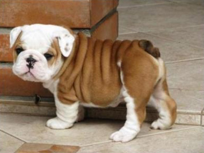 英国斗牛犬好养吗？【图】 第1张