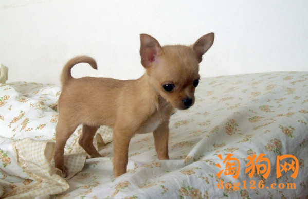刚出生的幼犬为什么会哭喊？【图】 第1张