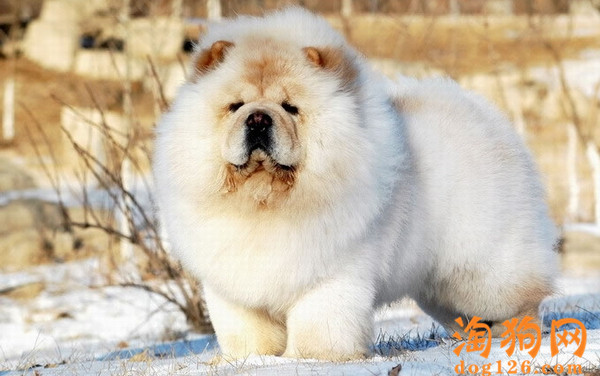 松狮犬有口臭要怎么办 第2张
