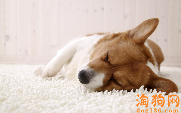 怎么给比格犬驱虫 第2张
