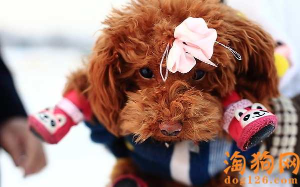 泰迪犬太瘦了，吃什么增肥？