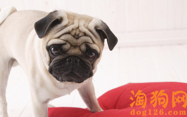 巴哥犬怎么挑选纯种的？ 第1张
