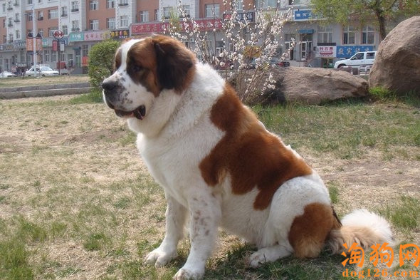 圣伯纳犬为什么有强烈的占有欲？【图】 第1张