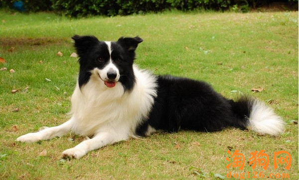 边境牧羊犬的肛门腺要怎么清理 第2张