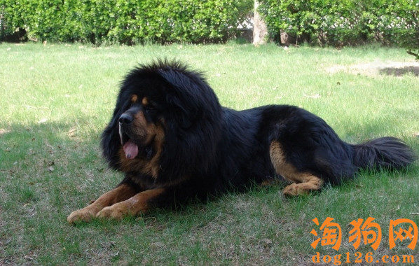 藏獒突然不想吃饭，是什么原因？
