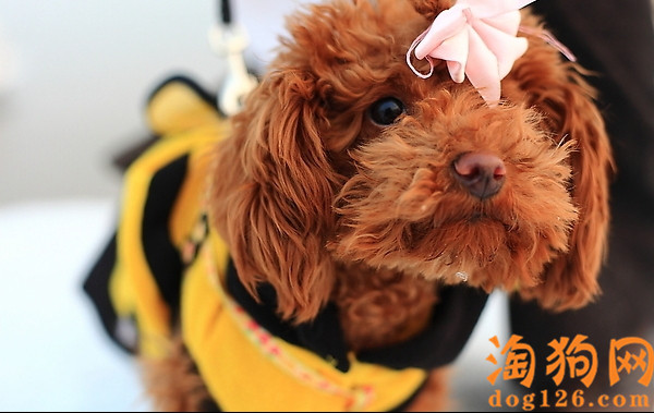 怎样才能让泰迪犬不要乱叫 第2张