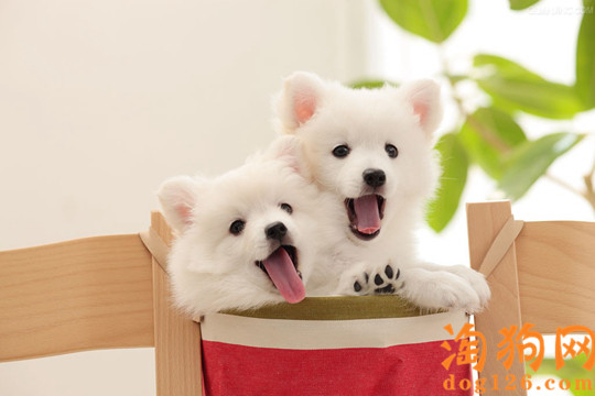 银狐犬吃什么美毛？ 第3张