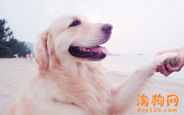金毛的耳朵臭要怎么办？ 第2张