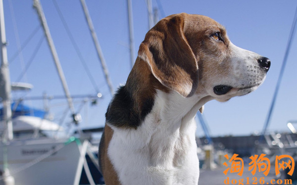 狗狗会天生游泳吗？ 第1张