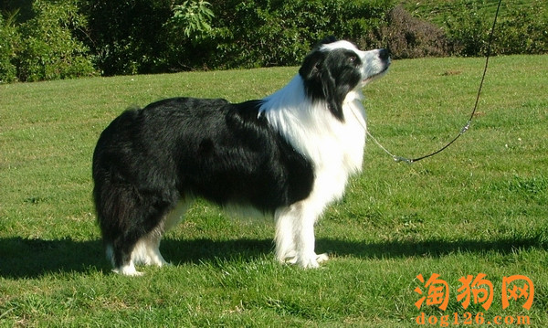 边境牧羊犬有泪痕怎么办？是什么原因？ 第3张