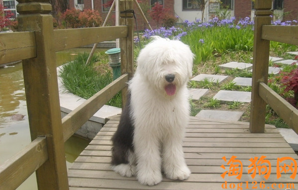 古牧犬的毛打结了要怎么办？ 第1张
