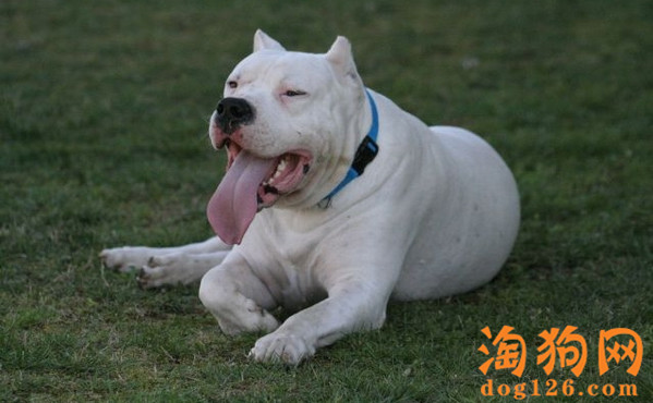 杜高犬喜欢吃自己的便便，要怎么纠正过来？ 第2张