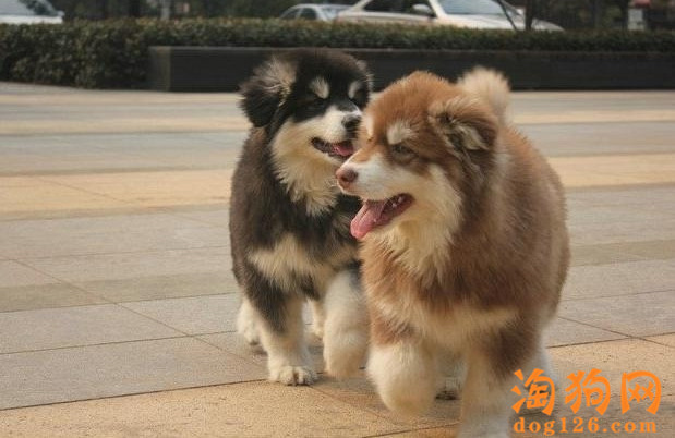 阿拉斯加不听话要怎么办，要怎么教育 第1张