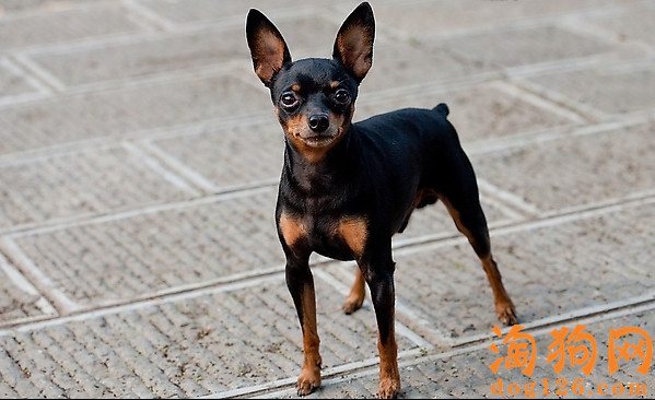 迷你杜宾犬一直舔主人是怎么了？ 第3张