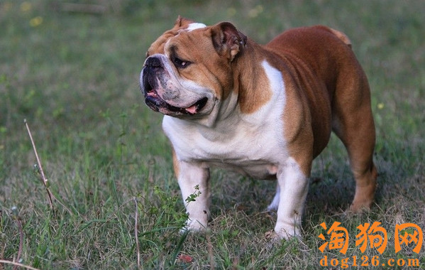 英国斗牛犬便秘了，原因是什么？