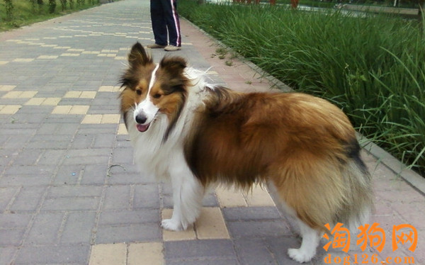 喜乐蒂感冒了会有哪些症状 第2张