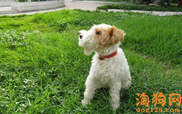 刚毛猎狐梗要怎么美容？ 第2张