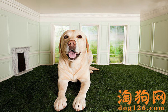 怎么训练拉布拉多大小便 第2张