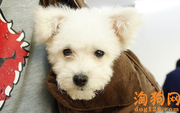 泰迪犬有很多牙结石要怎么办？ 第1张