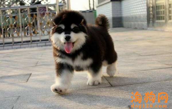 狗狗为什么不能吃海鲜 第1张