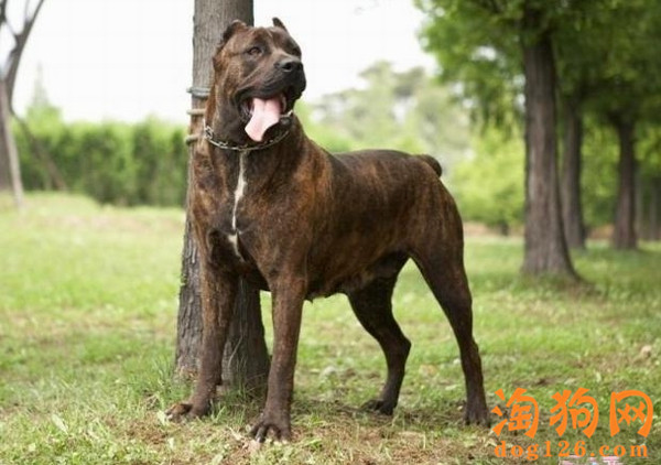 卡斯罗犬突然不好好吃饭是什么原因 第2张