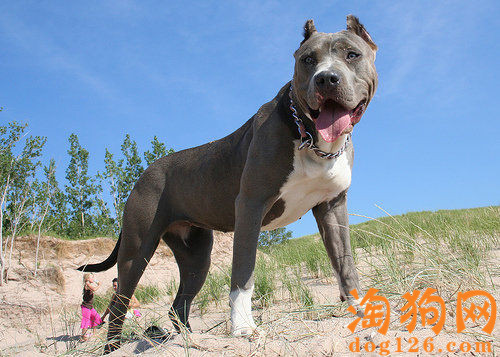 比特犬太胖了，变胖的原因是什么？ 第1张
