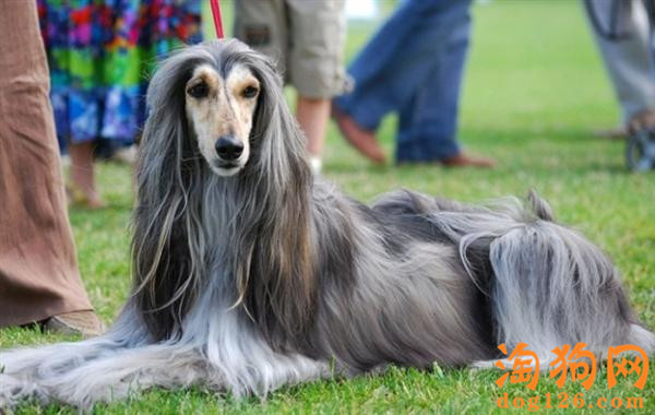 饲养阿富汗猎犬有什么需要注意的？阿富汗猎犬的生活习性及饲养要点【图】