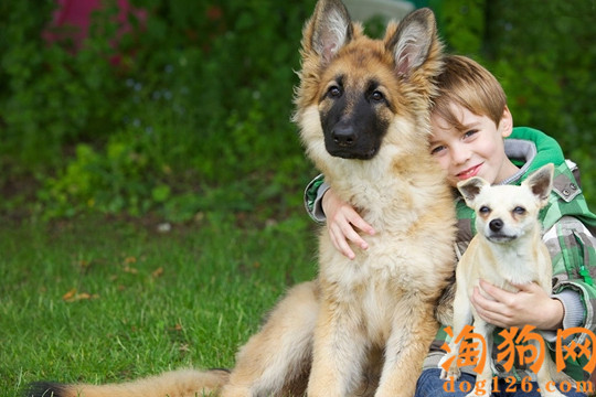 德国牧羊犬总是扑人怎么办？是什么原因？ 第3张