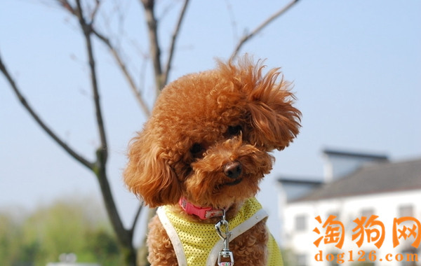 泰迪犬一直打喷嚏是什么原因？ 第3张