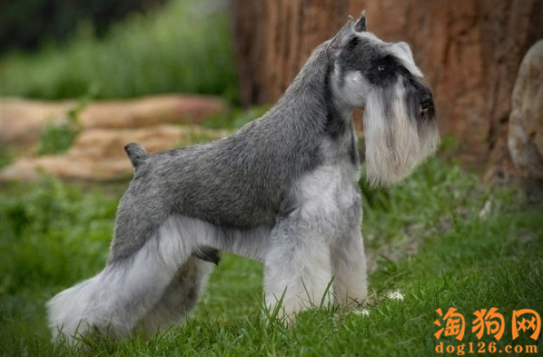 雪纳瑞幼犬刚刚接回家要怎么照顾？ 第1张