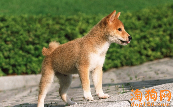 柴犬怀孕时期要注意的事项？ 第2张