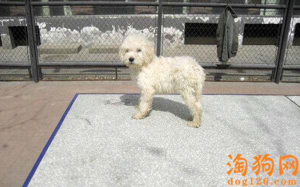 可蒙犬有口臭是什么原因导致的？ 第2张