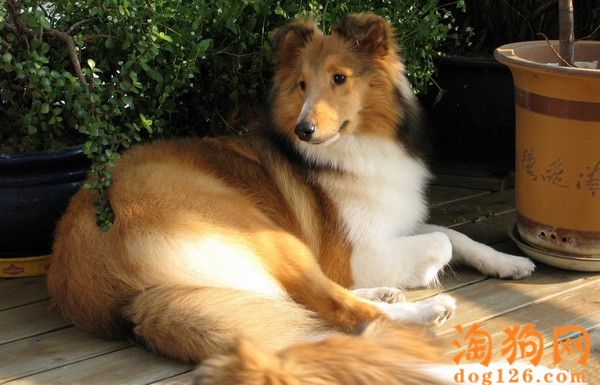 怎么看喜乐蒂犬纯不纯 第2张