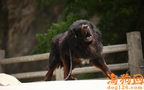 藏獒衰老都会有哪些表现？ 第3张