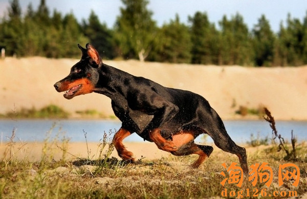 杜宾犬食欲不振的原因是什么？ 第1张