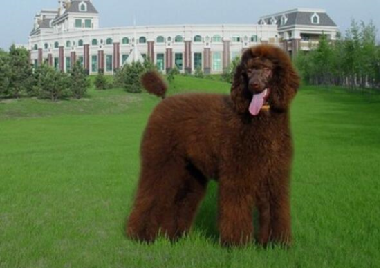 巨型贵宾犬吃草是什么情况 第1张