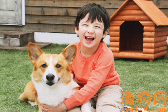柯基犬便秘了怎么办？是什么原因导致的？ 第1张