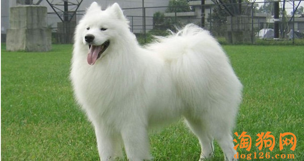 银狐犬一直打嗝是什么原因导致的