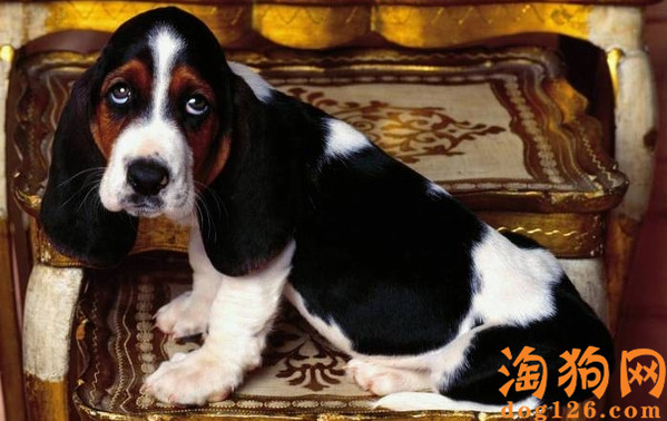 巴吉度幼犬养了几个月还是很瘦是为什么 第1张