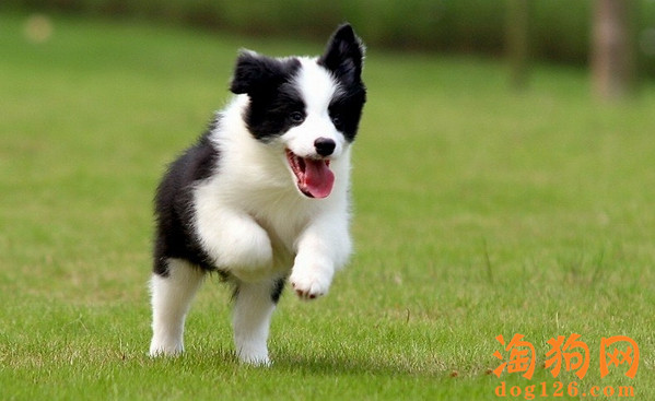 怎么才能让边境牧羊犬不要瞎吃东西？ 第2张