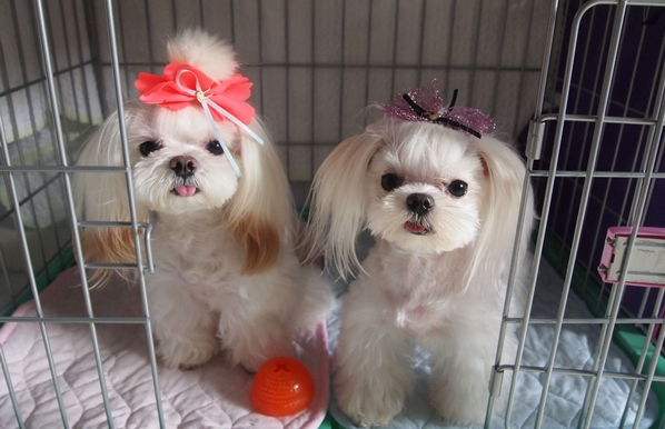 马尔济斯犬泪痕很严重要怎么办？ 第2张