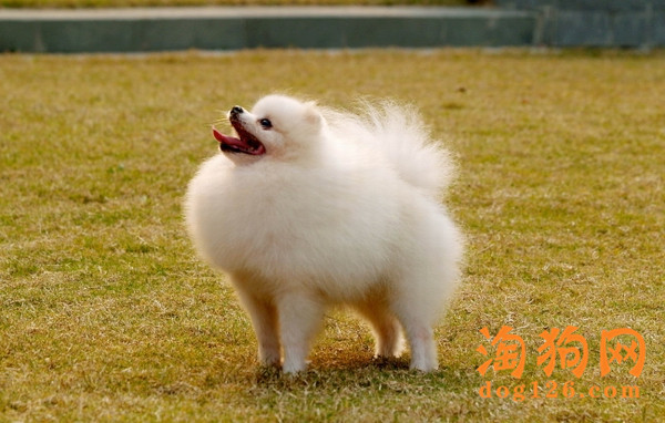 博美拉稀吃什么药 第2张